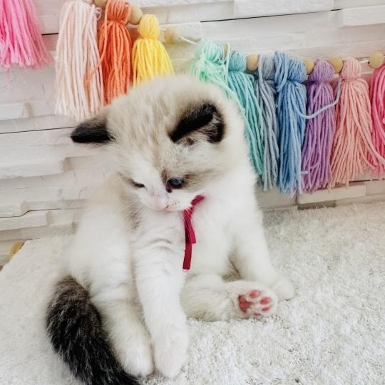 chaton Ragdoll black bicolor Bella Vita Chatterie des Nuits d'Or