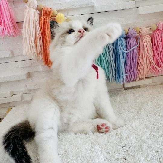 chaton Ragdoll black bicolor Bella Vita Chatterie des Nuits d'Or