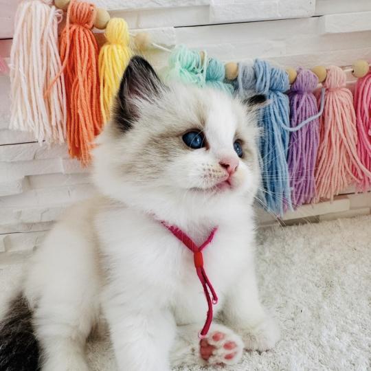chaton Ragdoll black bicolor Bella Vita Chatterie des Nuits d'Or