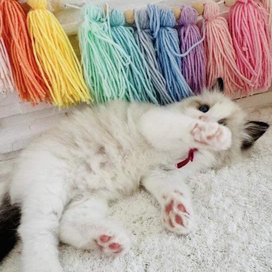 chaton Ragdoll black bicolor Bella Vita Chatterie des Nuits d'Or