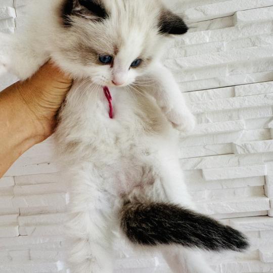 chaton Ragdoll black bicolor Bella Vita Chatterie des Nuits d'Or