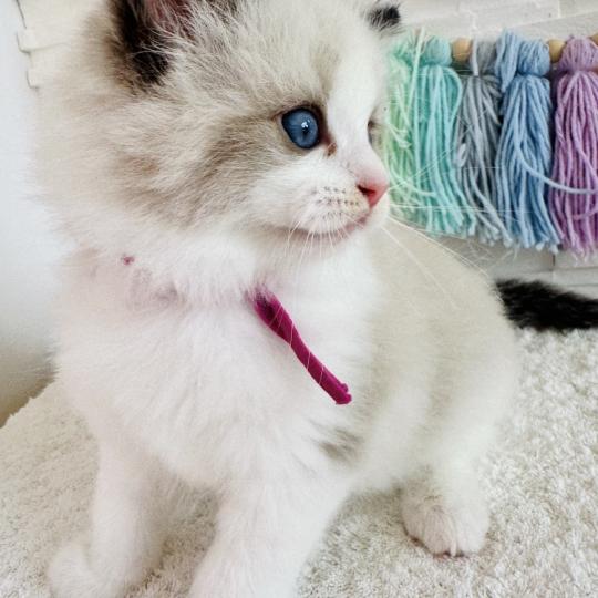 chaton Ragdoll black bicolor Bella Vita Chatterie des Nuits d'Or