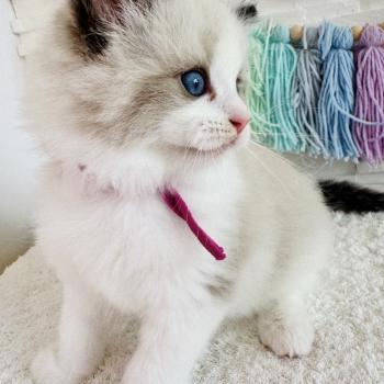 chaton Ragdoll black bicolor Bella Vita Chatterie des Nuits d'Or