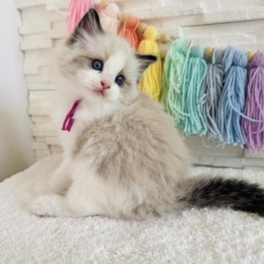 chaton Ragdoll black bicolor Bella Vita Chatterie des Nuits d'Or