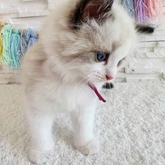chaton Ragdoll black bicolor Bella Vita Chatterie des Nuits d'Or