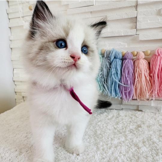 chaton Ragdoll black bicolor Bella Vita Chatterie des Nuits d'Or