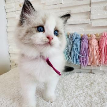 chaton Ragdoll black bicolor Bella Vita Chatterie des Nuits d'Or