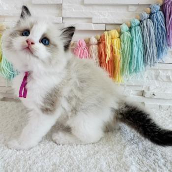 chaton Ragdoll black bicolor Bella Vita Chatterie des Nuits d'Or