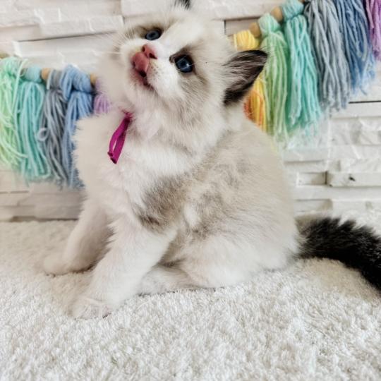 chaton Ragdoll black bicolor Bella Vita Chatterie des Nuits d'Or