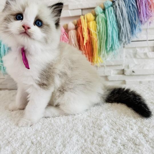 chaton Ragdoll black bicolor Bella Vita Chatterie des Nuits d'Or