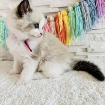 chaton Ragdoll black bicolor Bella Vita Chatterie des Nuits d'Or