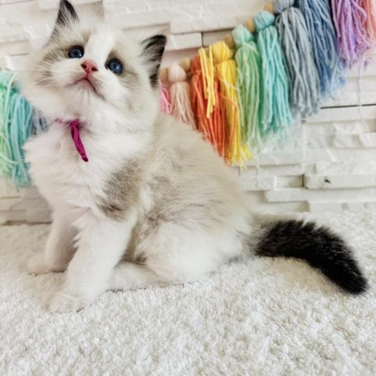 chaton Ragdoll black bicolor Bella Vita Chatterie des Nuits d'Or