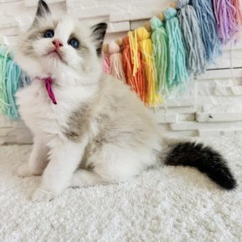 chaton Ragdoll black bicolor Bella Vita Chatterie des Nuits d'Or