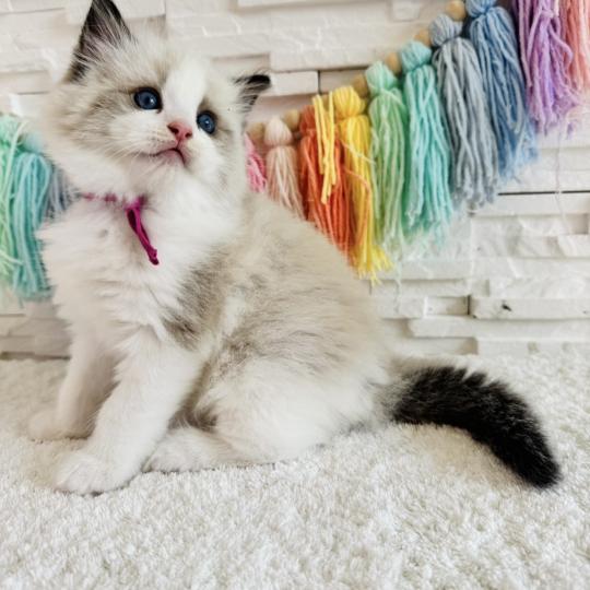 chaton Ragdoll black bicolor Bella Vita Chatterie des Nuits d'Or