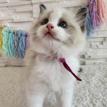 chaton Ragdoll black bicolor Bella Vita Chatterie des Nuits d'Or