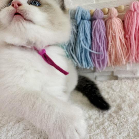 chaton Ragdoll black bicolor Bella Vita Chatterie des Nuits d'Or