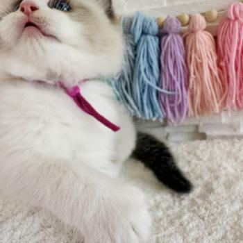 chaton Ragdoll black bicolor Bella Vita Chatterie des Nuits d'Or