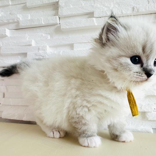 chaton Ragdoll seal tabby point mitted Betty Boop Chatterie des Nuits d'Or