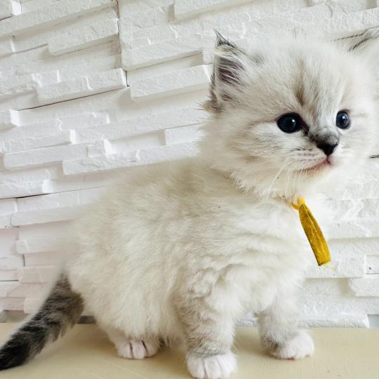 chaton Ragdoll seal tabby point mitted Betty Boop Chatterie des Nuits d'Or
