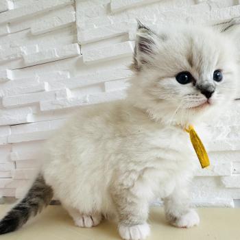chaton Ragdoll seal tabby point mitted Betty Boop Chatterie des Nuits d'Or