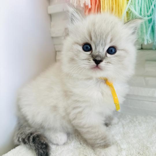 chaton Ragdoll seal tabby point mitted Betty Boop Chatterie des Nuits d'Or