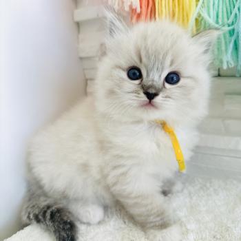 chaton Ragdoll seal tabby point mitted Betty Boop Chatterie des Nuits d'Or