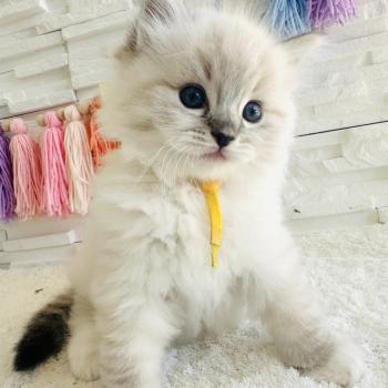 chaton Ragdoll seal tabby point mitted Betty Boop Chatterie des Nuits d'Or