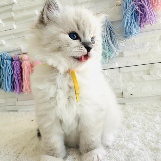chaton Ragdoll seal tabby point mitted Betty Boop Chatterie des Nuits d'Or