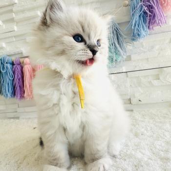 chaton Ragdoll seal tabby point mitted Betty Boop Chatterie des Nuits d'Or