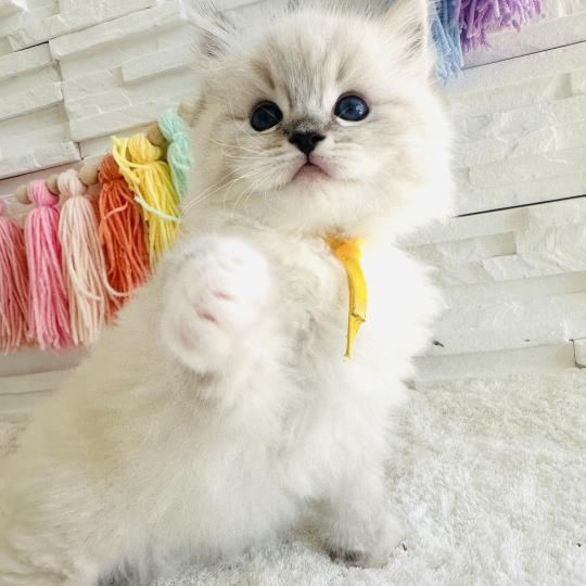 chaton Ragdoll seal tabby point mitted Betty Boop Chatterie des Nuits d'Or