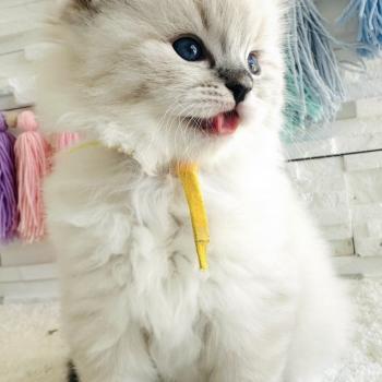 chaton Ragdoll seal tabby point mitted Betty Boop Chatterie des Nuits d'Or