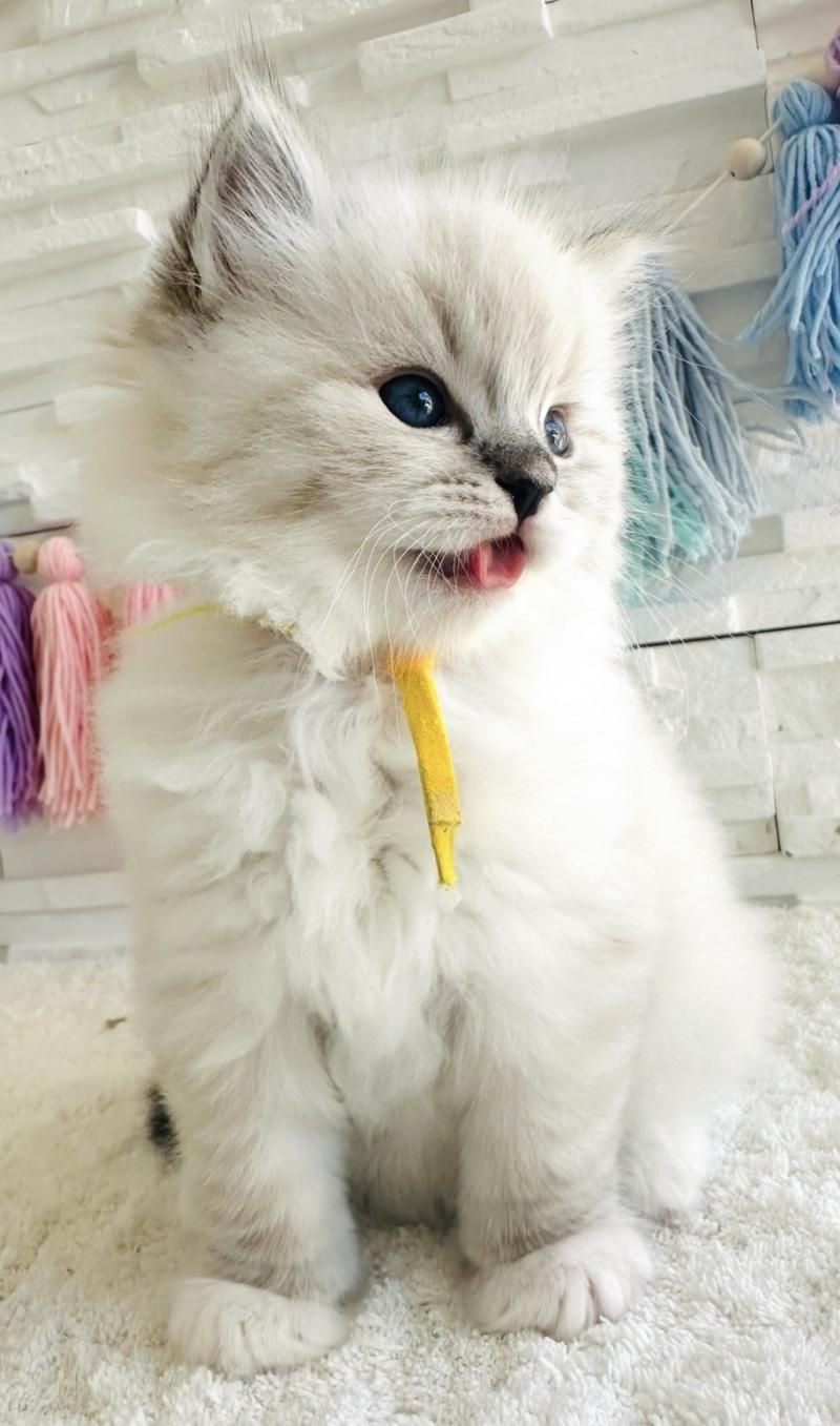 BETTY BOOP des Nuits d'Or Femelle Ragdoll