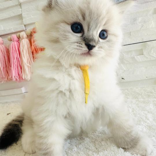 chaton Ragdoll seal tabby point mitted Betty Boop Chatterie des Nuits d'Or
