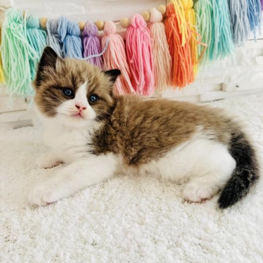 chaton Ragdoll seal mink bicolor Boréal Chatterie des Nuits d'Or