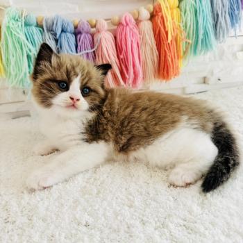 chaton Ragdoll seal mink bicolor Boréal Chatterie des Nuits d'Or