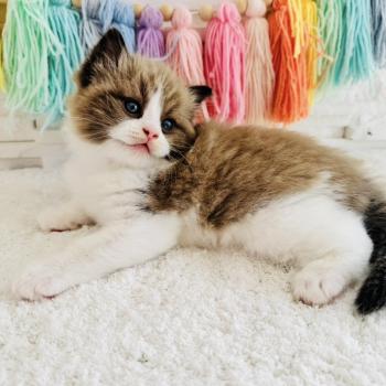 chaton Ragdoll seal mink bicolor Boréal Chatterie des Nuits d'Or