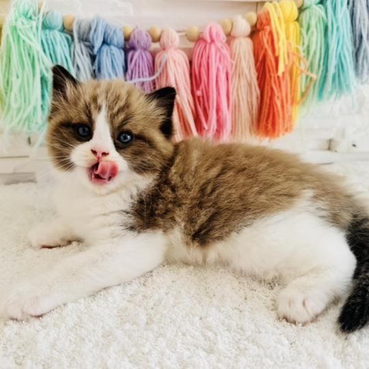 chaton Ragdoll seal mink bicolor Boréal Chatterie des Nuits d'Or