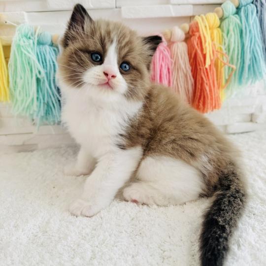 chaton Ragdoll seal mink bicolor Boréal Chatterie des Nuits d'Or