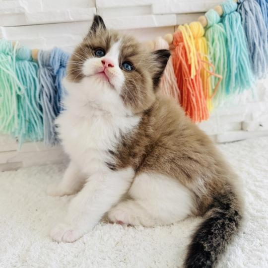 chaton Ragdoll seal mink bicolor Boréal Chatterie des Nuits d'Or