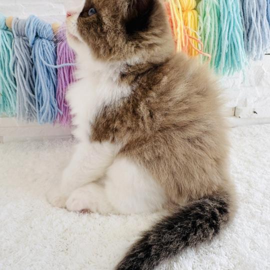 chaton Ragdoll seal mink bicolor Boréal Chatterie des Nuits d'Or