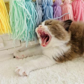 chaton Ragdoll seal mink bicolor Boréal Chatterie des Nuits d'Or