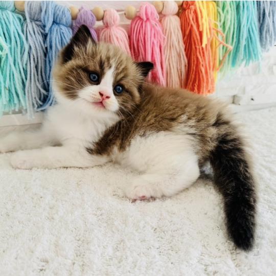 chaton Ragdoll seal mink bicolor Boréal Chatterie des Nuits d'Or