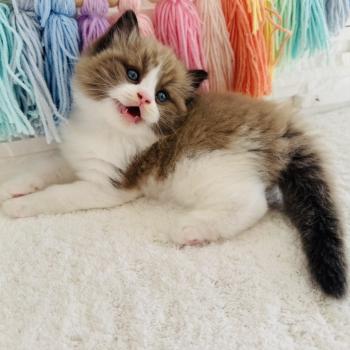 chaton Ragdoll seal mink bicolor Boréal Chatterie des Nuits d'Or