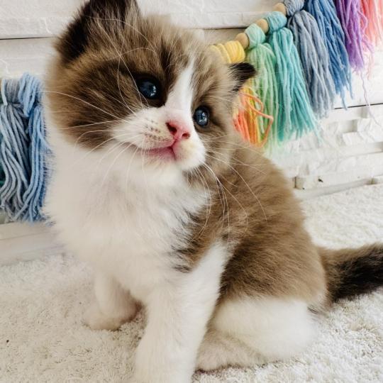chaton Ragdoll seal mink bicolor Boréal Chatterie des Nuits d'Or