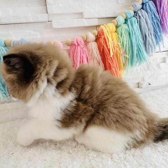 chaton Ragdoll seal mink bicolor Boréal Chatterie des Nuits d'Or
