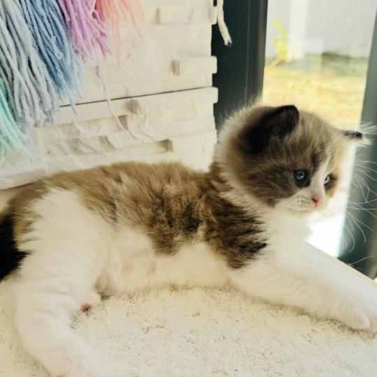 chaton Ragdoll seal mink bicolor Boréal Chatterie des Nuits d'Or