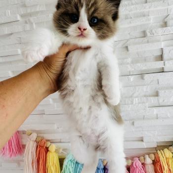 chaton Ragdoll seal mink bicolor Boréal Chatterie des Nuits d'Or