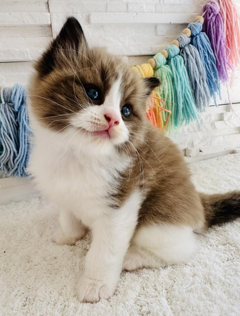 Boréal des Nuits d'Or Mâle Ragdoll