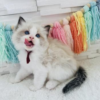 chaton Ragdoll black bicolor Bubble Tea Chatterie des Nuits d'Or