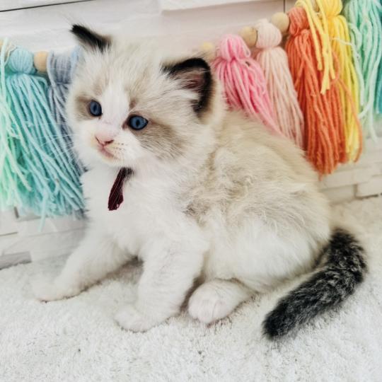 chaton Ragdoll black bicolor Bubble Tea Chatterie des Nuits d'Or